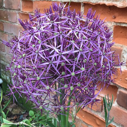 Allium cristophii flowering